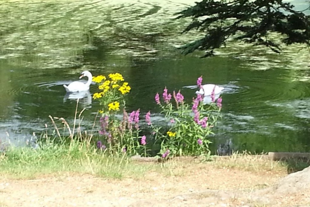 August - Swans