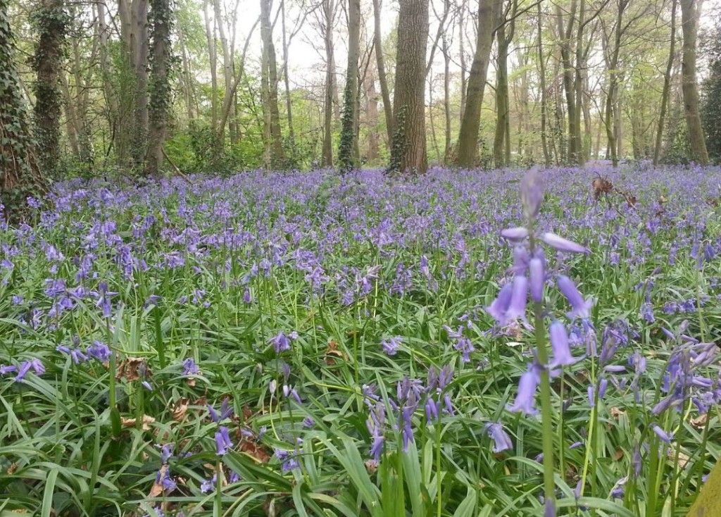 May-bluebells